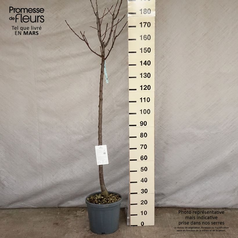 Prunus domestica Reine Claude Dorée - Common plum 7.5L/10L pot, Half standard sample as delivered in spring