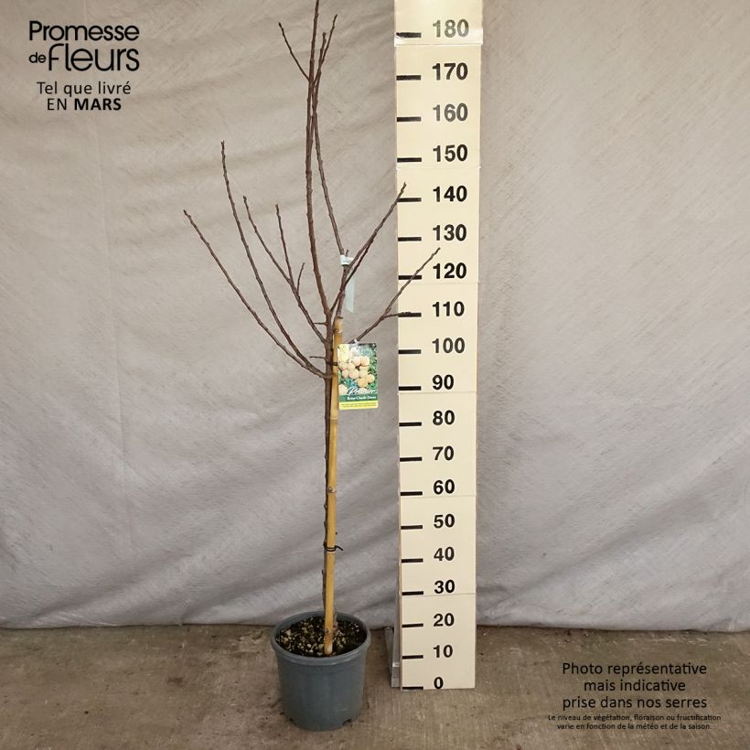 Prunus domestica Reine Claude Dorée - Common plum 7.5L/10L pot, Goblet sample as delivered in spring