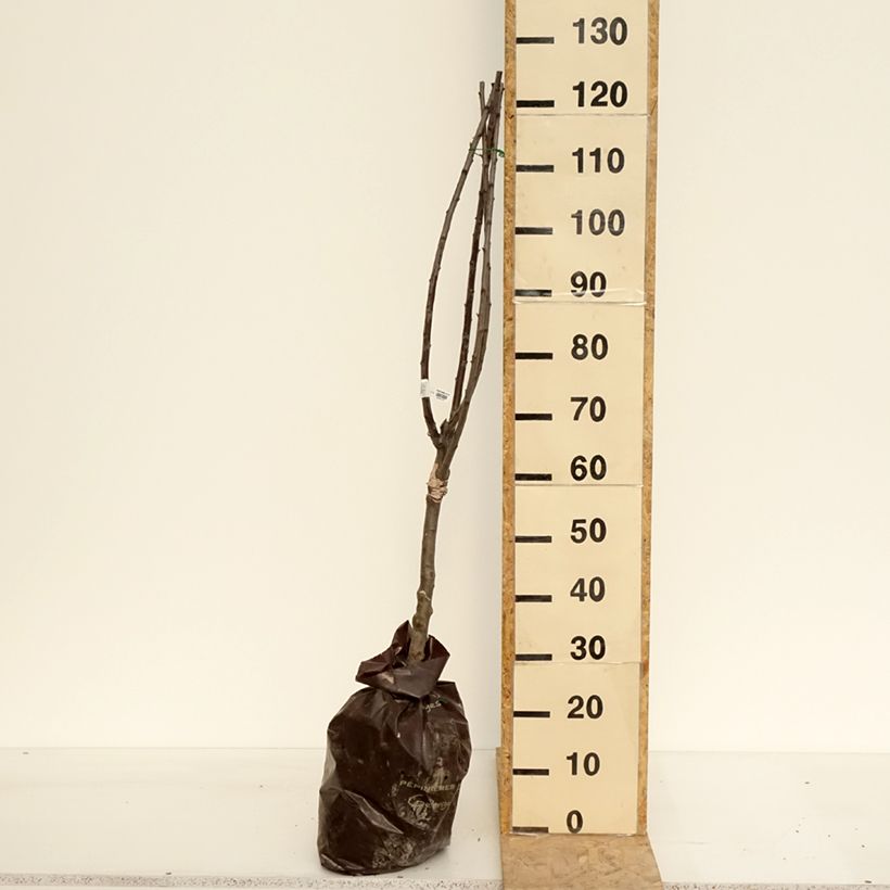 Prunus domestica Reinegold- Common plum Ready-to-plant root ball, Quarter standard sample as delivered in spring