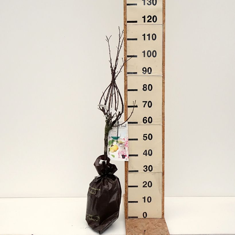 Prunus domestica Reinegold- Common plum Ready-to-plant root ball, Quarter standard sample as delivered in autumn