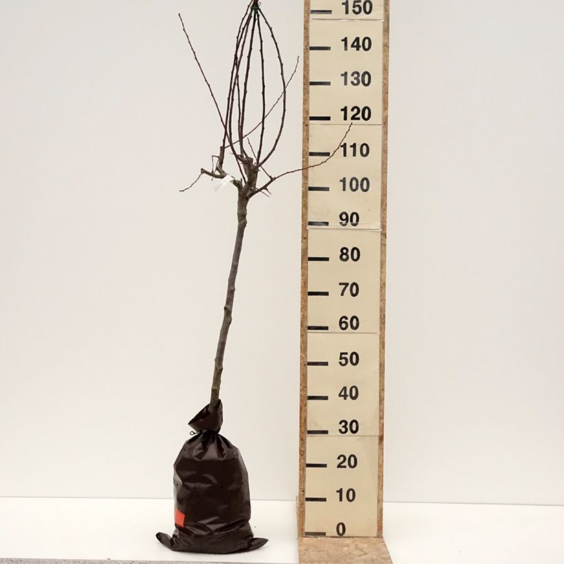 Prunus domestica Thames Cross - Common plum Ready-to-plant root ball, Goblet sample as delivered in winter