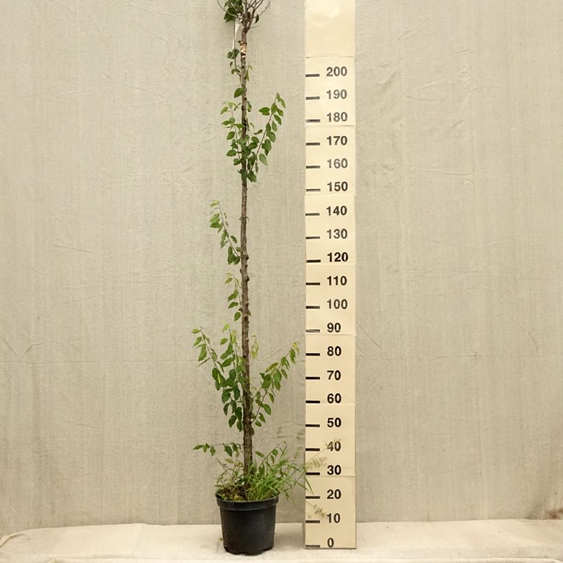 Prunus domestica Wignon - Common plum 7.5L/10L pot, Standard sample as delivered in autumn