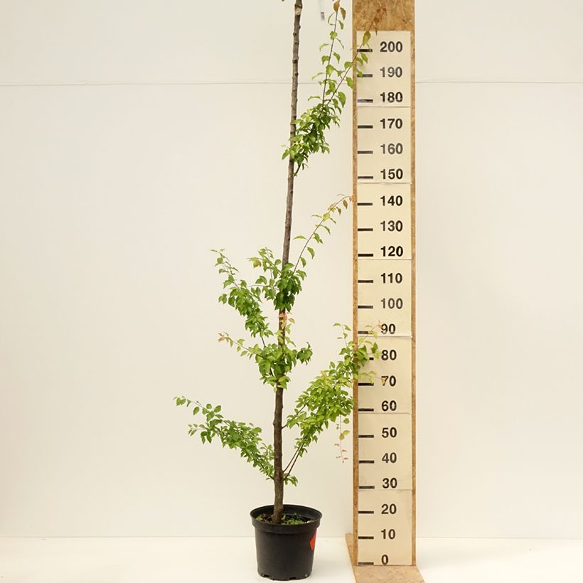 Prunus domestica Wignon - Common plum 7.5L/10L pot, Standard sample as delivered in spring