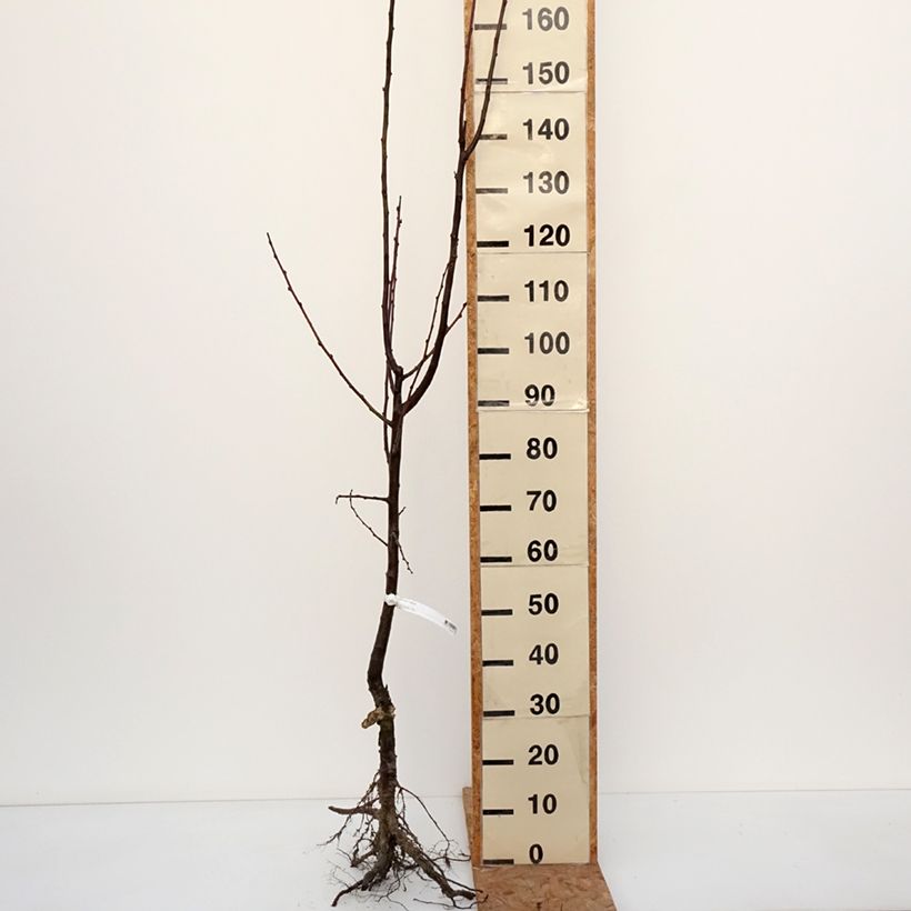 Prunus domestica Wignon - Common plum Bare root, Goblet sample as delivered in winter