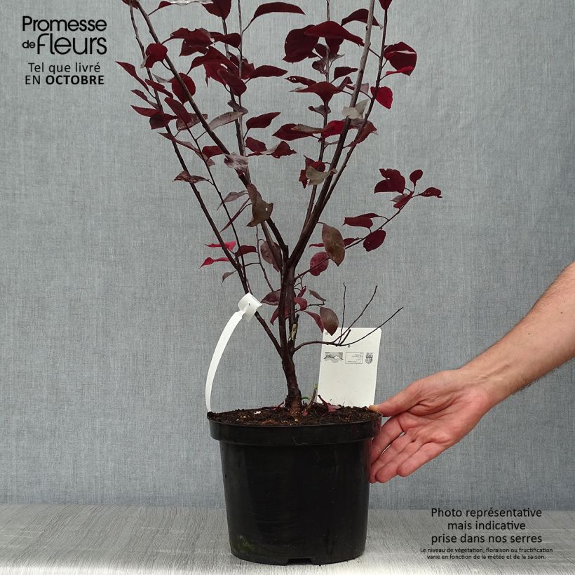 Prunus x cistena - Purple-leaved Sand Cherry 4L/5L pot sample as delivered in autumn