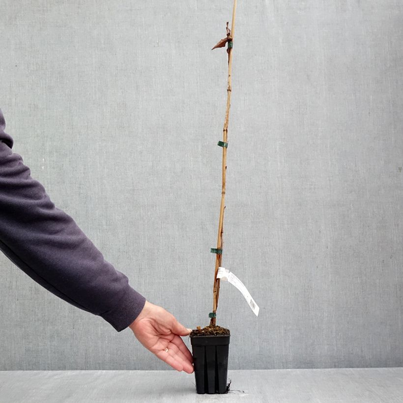 Prunus First Blush - Ornemental Cherry Tree 1L/1.5L pot sample as delivered in autumn