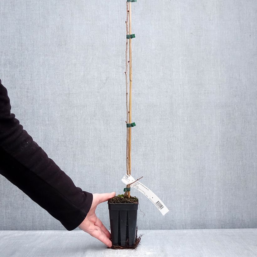 Prunus First Blush - Ornemental Cherry Tree 1L/1.5L pot sample as delivered in winter