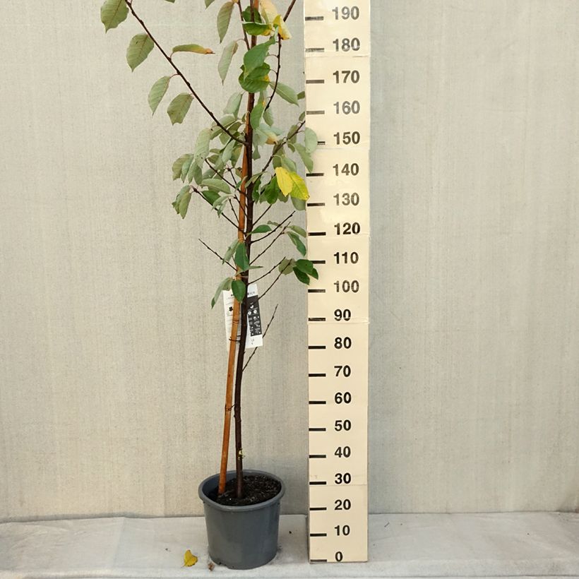 Prunus padus Le Thoureil 7.5L/10L pot sample as delivered in autumn