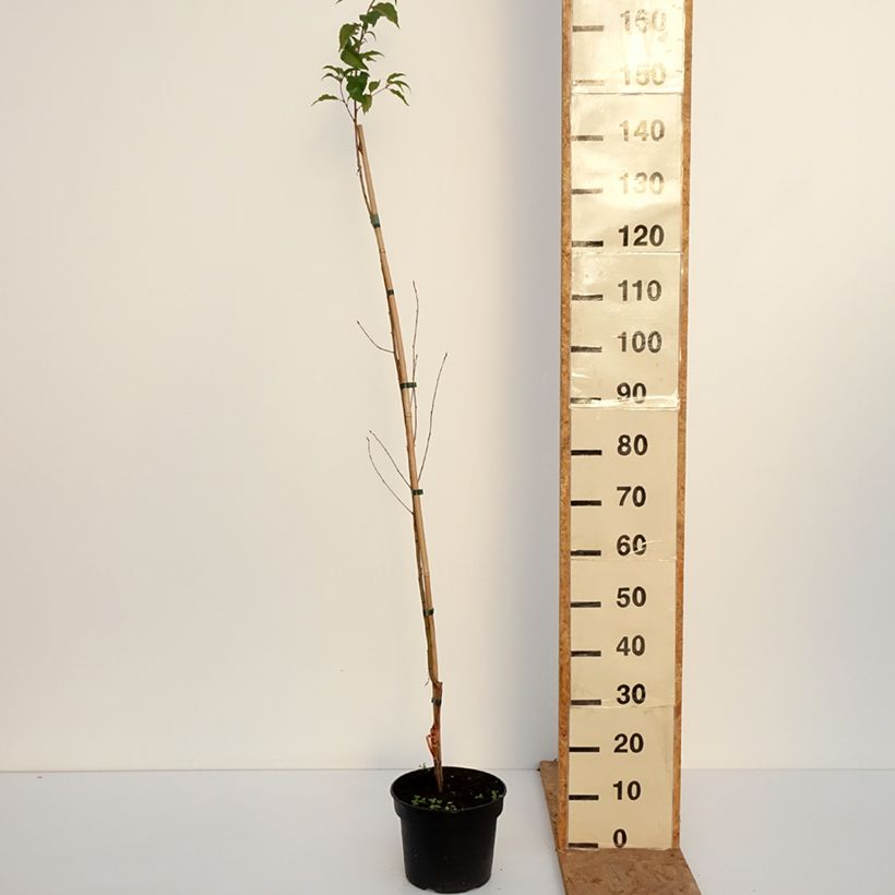 Prunus rufa - Himalayan cherry 4L/5L pot sample as delivered in autumn