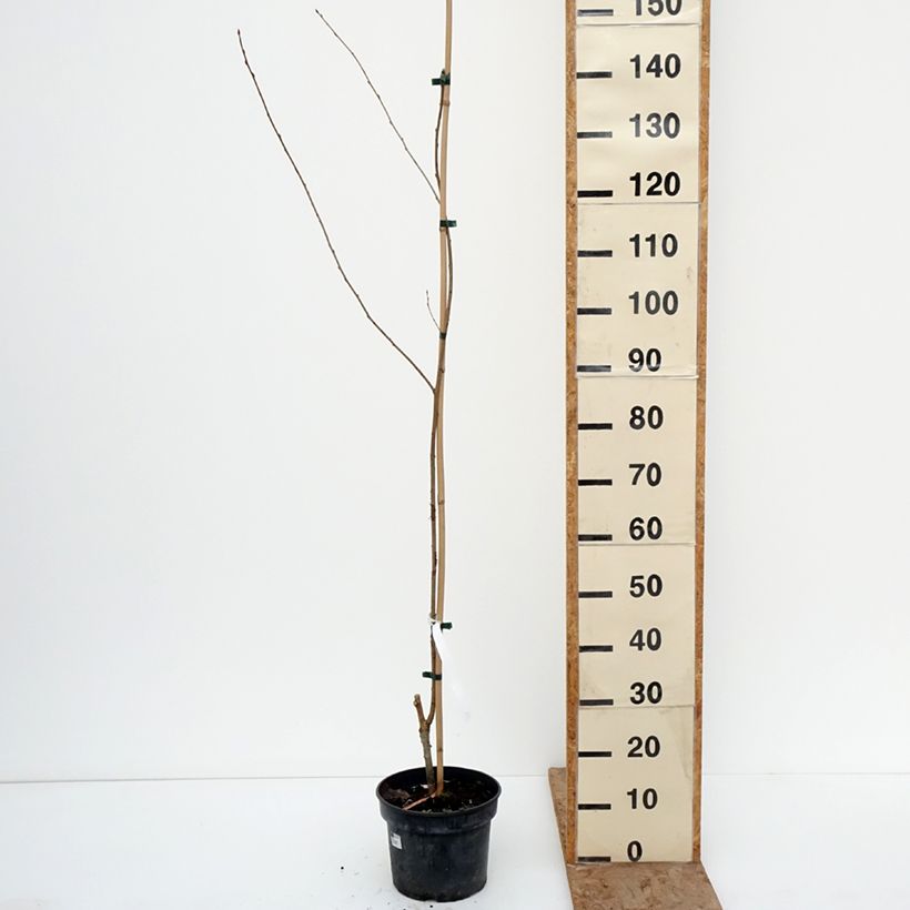 Prunus rufa - Himalayan cherry 4L/5L pot sample as delivered in winter