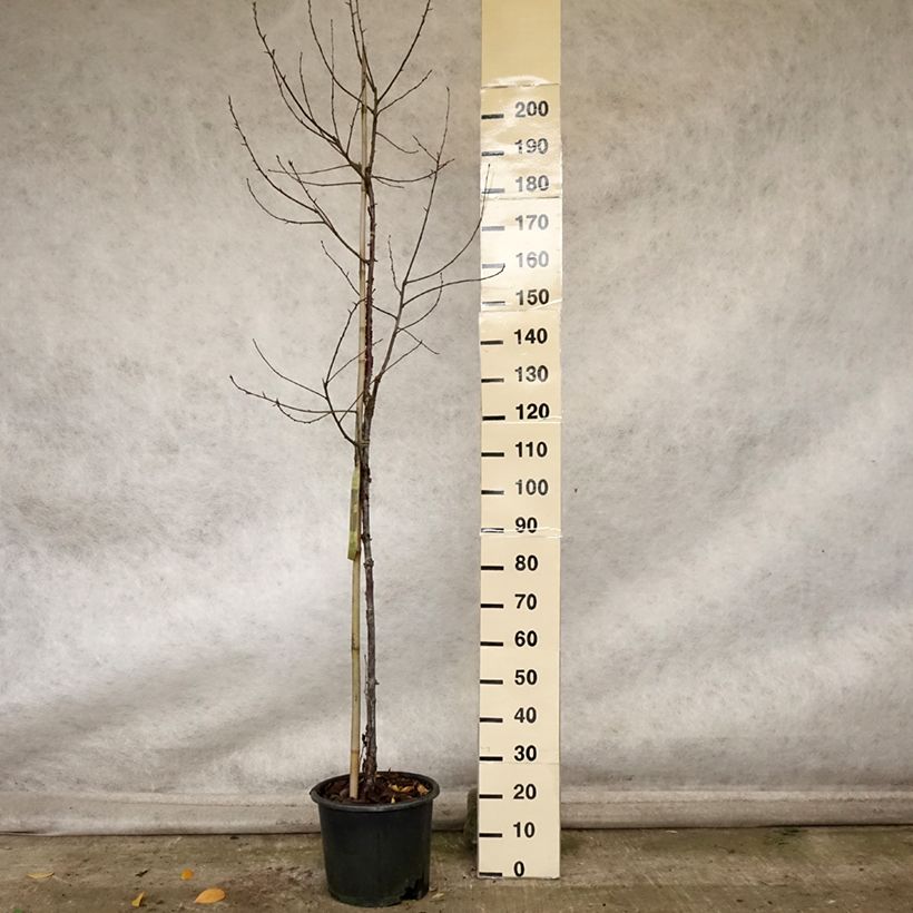 Prunus serrula Amber Scots - Tibetan Cherry 7.5L/10L pot sample as delivered in autumn