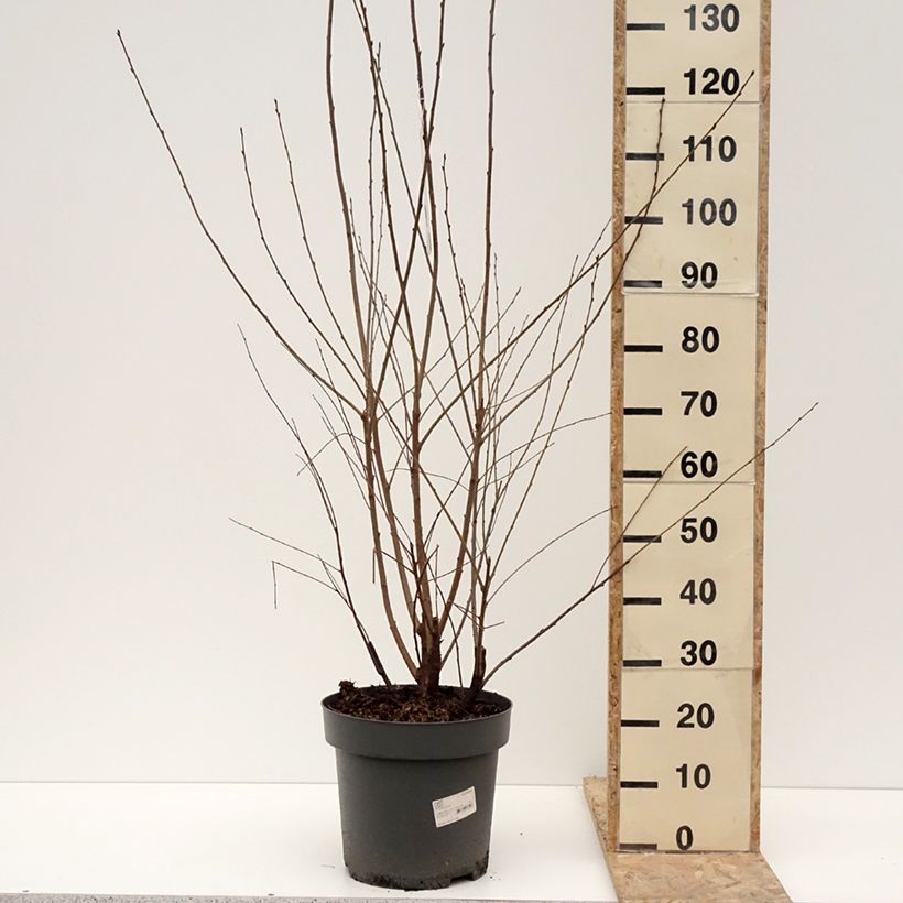 Prunus serrula - Tibetan Cherry 7.5L/10L pot sample as delivered in winter