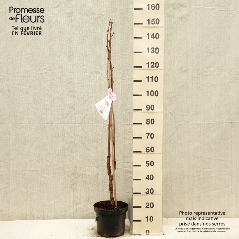 Prunus serrulata Amanogawa - Japanese Cherry 7.5L/10L pot sample as delivered in winter