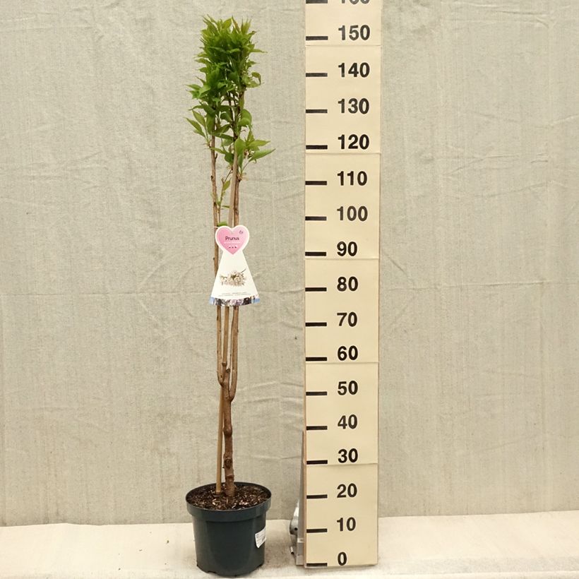 Prunus serrulata Amanogawa - Japanese Cherry 7.5L/10L pot sample as delivered in spring