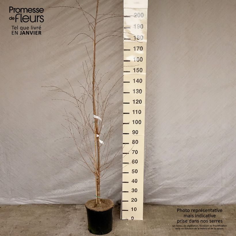Prunus  The Bride 7.5L/10L pot sample as delivered in winter