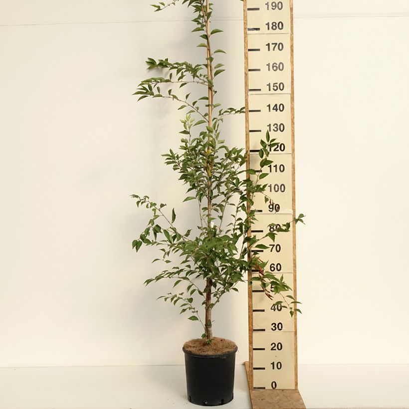 Prunus  The Bride 7.5L/10L pot sample as delivered in summer