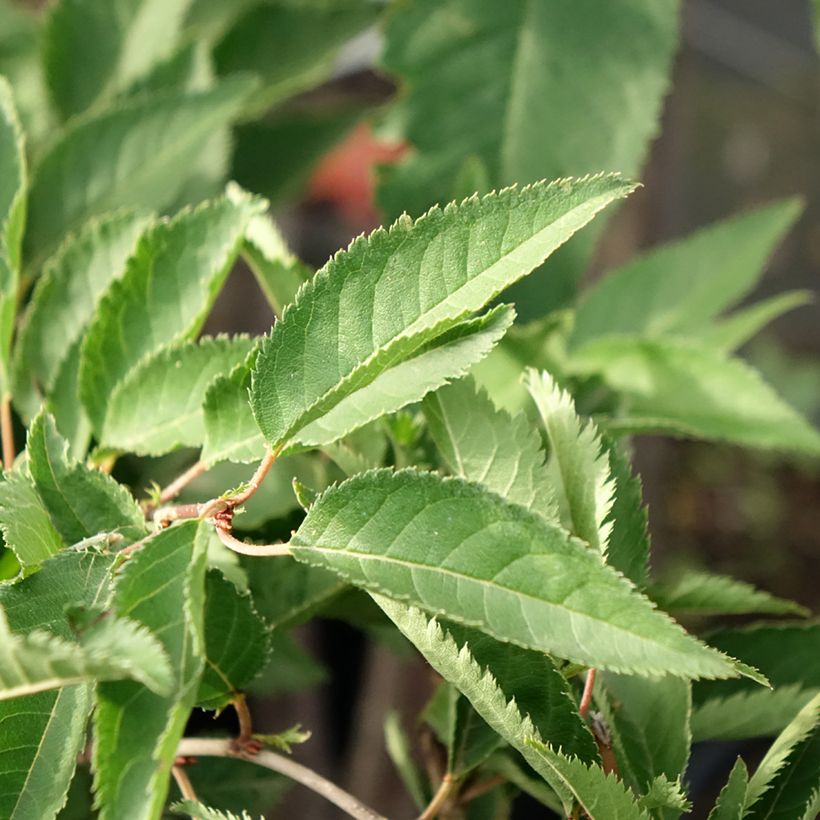 Prunus  The Bride (Foliage)
