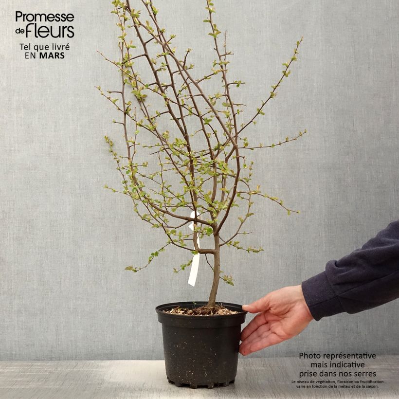 Pseudocydonia sinensis 3L/4L pot sample as delivered in spring