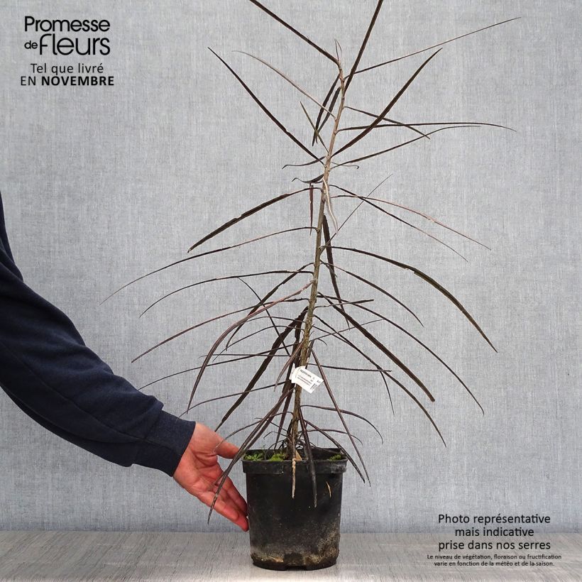 Pseudopanax crassifolium 2L/3L pot sample as delivered in autumn