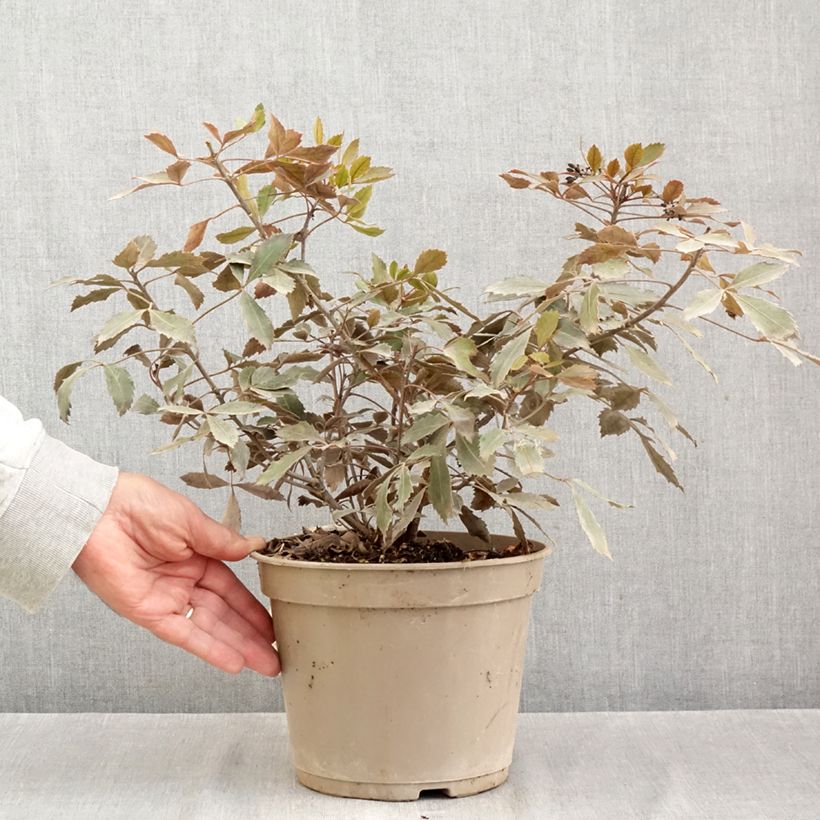 Pseudopanax x lessonii Rangatira 4L/5L pot sample as delivered in autumn