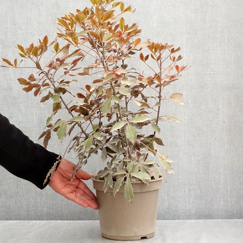 Pseudopanax&#x20;x&#x20;lessonii&#x20;Rangatira&#x20;4L&#x2F;5L&#x20;pot&#x20;sample&#x20;as&#x20;delivered&#x20;in&#x20;summer