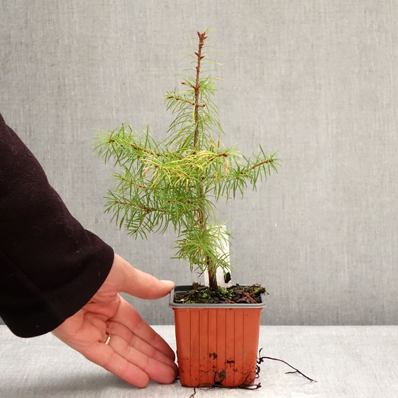 Pseudotsuga menziesii - Douglas Fir 8/9 cm pot sample as delivered in winter