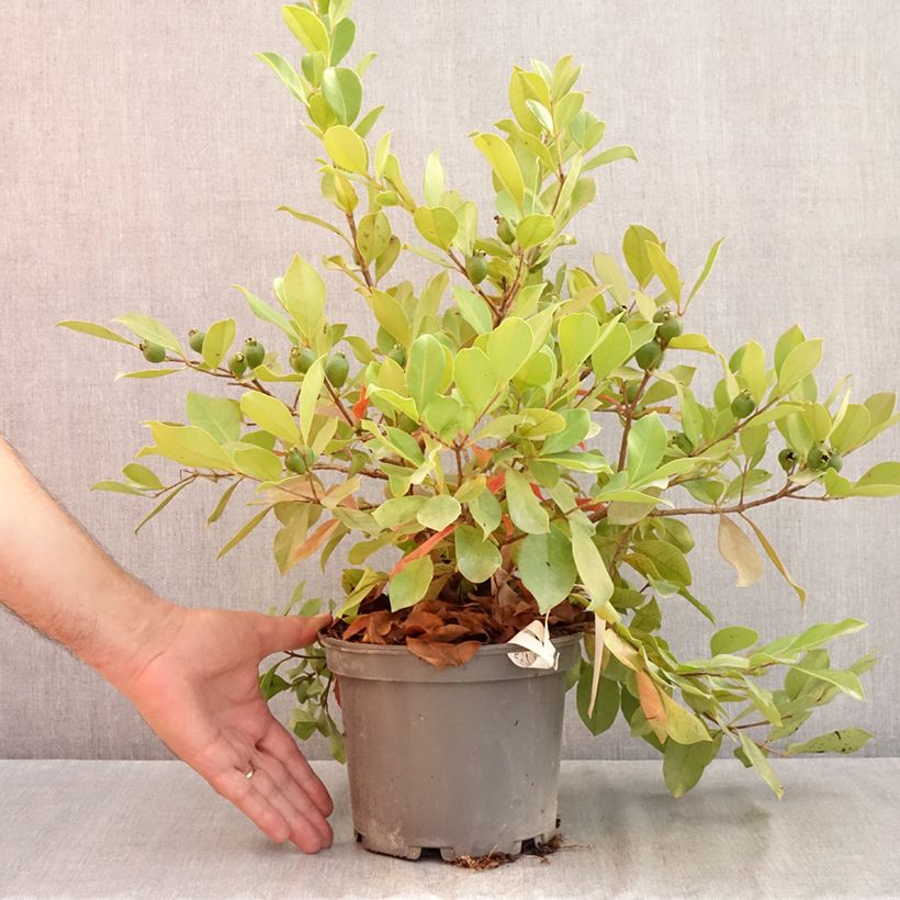 Psidium cattleianum (cattleyanum) Sabine  2L/3L pot sample as delivered in summer