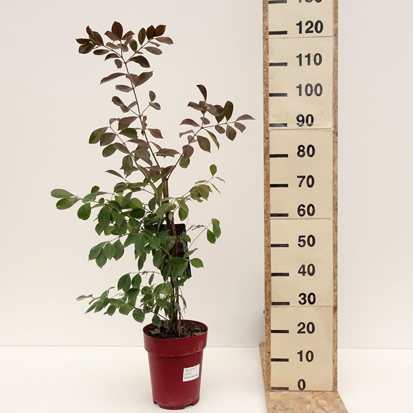 Psidium cattleianum (cattleyanum) Sabine  6L/7L pot sample as delivered in winter