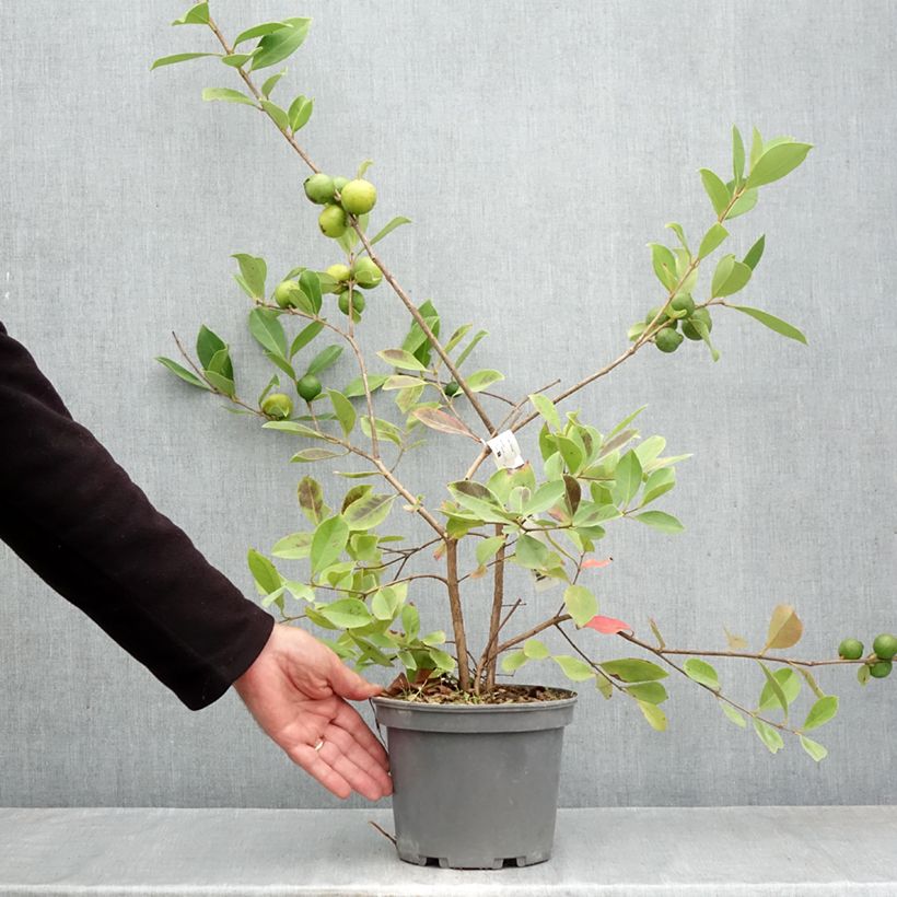 Psidium cattleyanum f. lucidum  - Strawberry guava 3L/4L pot sample as delivered in autumn