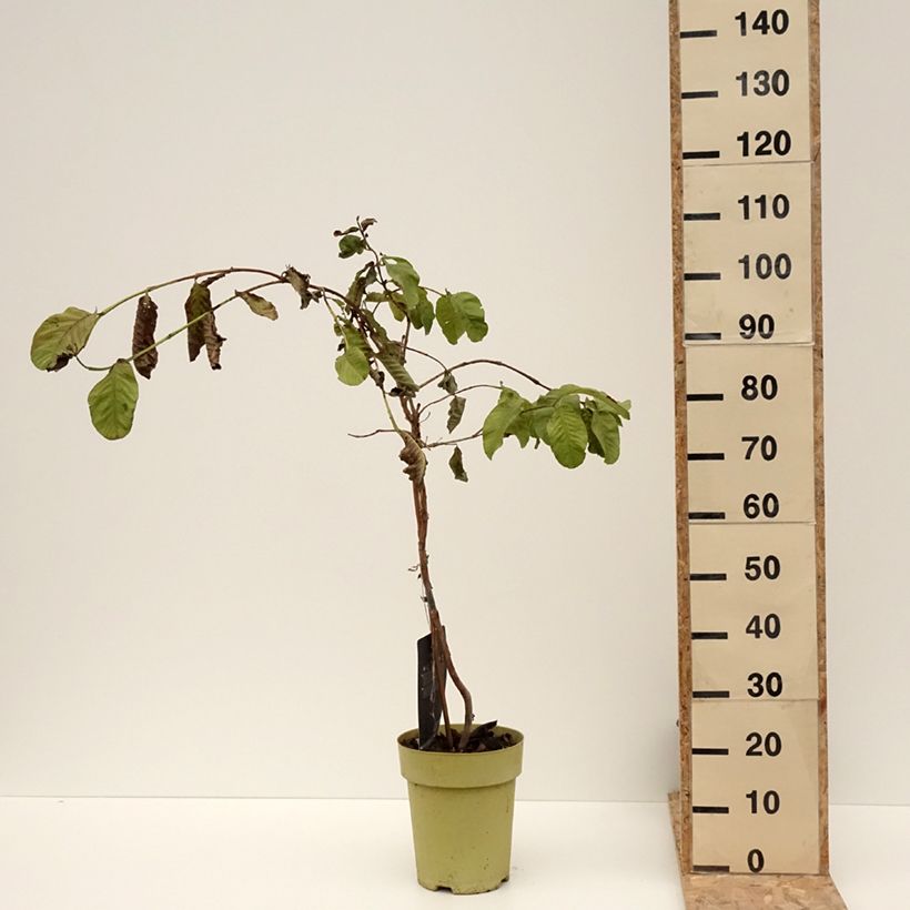 Psidium&#x20;guajava&#x20;Limon&#x20;6L&#x2F;7L&#x20;pot&#x20;sample&#x20;as&#x20;delivered&#x20;in&#x20;winter