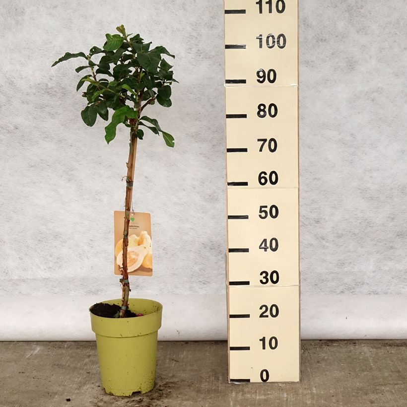 Psidium guajava Limon 6L/7L pot sample as delivered in spring