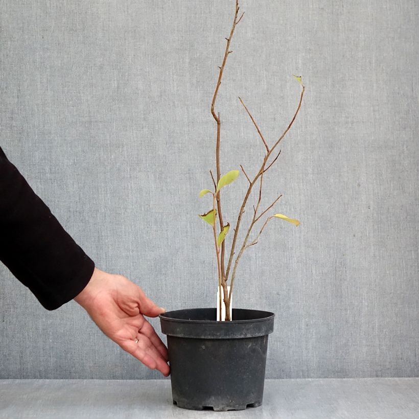 Pterostyrax corymbosa 3L/4L pot sample as delivered in autumn