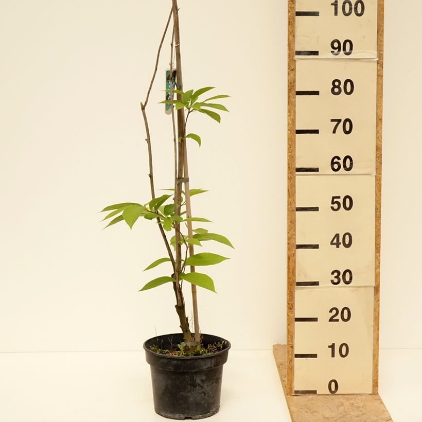 Pterostyrax hispida - Epaulette Tree 4L/5L pot sample as delivered in spring