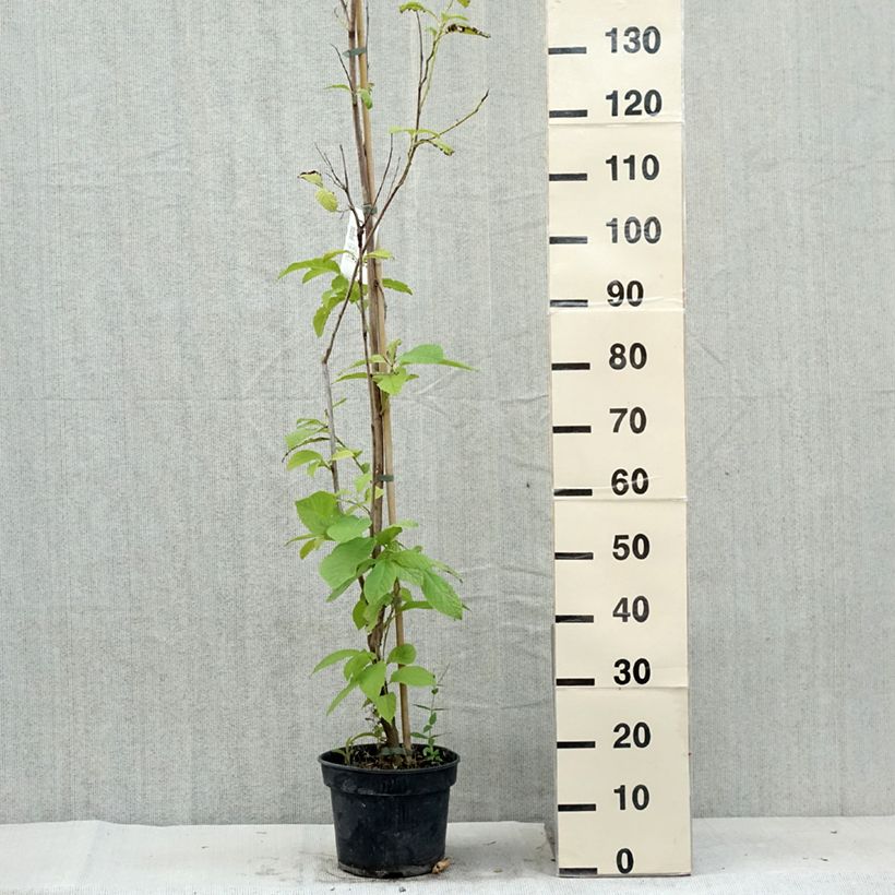 Pterostyrax hispida - Epaulette Tree 4L/5L pot sample as delivered in summer