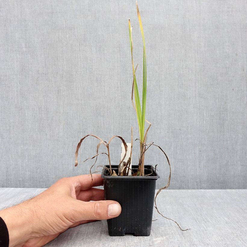 Pulmonaria Blue Ensign - Lungwort 2L/3L pot sample as delivered in autumn