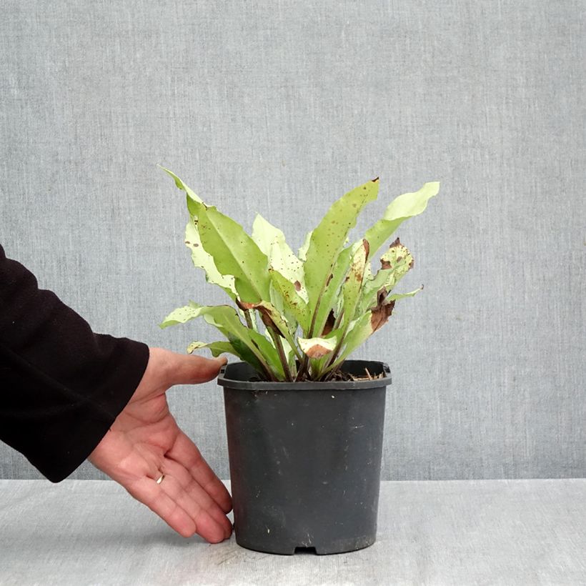 Pulmonaria x longifolia Diana Clare - Pulmonaire hybride Diana Clare 2L/3L pot sample as delivered in autumn