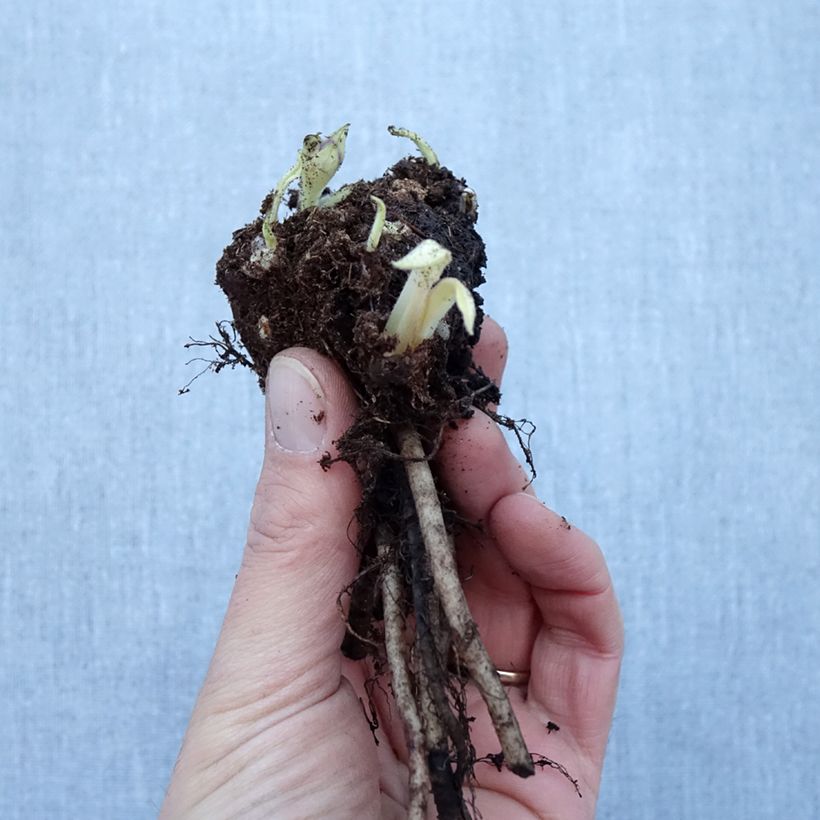Pulmonaria Diane Clare - Lungwort Bare root sample as delivered in winter