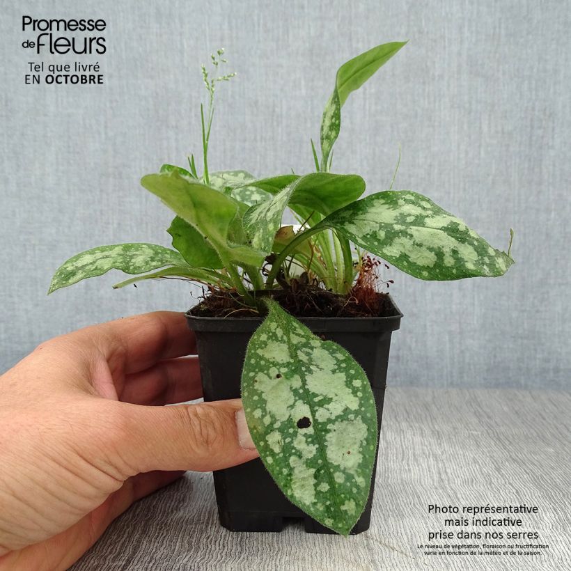 Pulmonaria Opal - Lungwort 8/9 cm pot sample as delivered in autumn