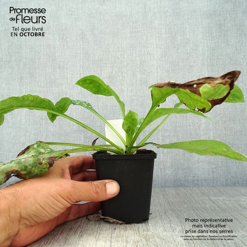 Pulmonaria Sissinghurst White - Lungwort 8/9 cm pot sample as delivered in autumn