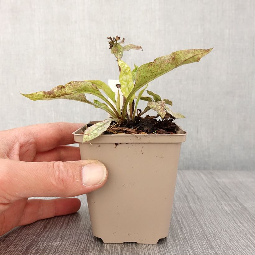 Pulmonaria Twinkle Toes - Lungwort 8/9 cm pot sample as delivered in spring