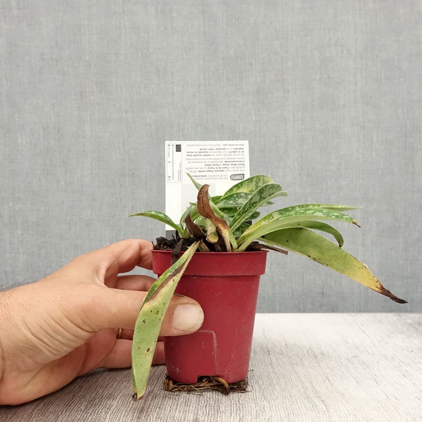 Pulmonaria longifolia subsp. cevennensis - Lungwort 8/9 cm pot sample as delivered in autumn