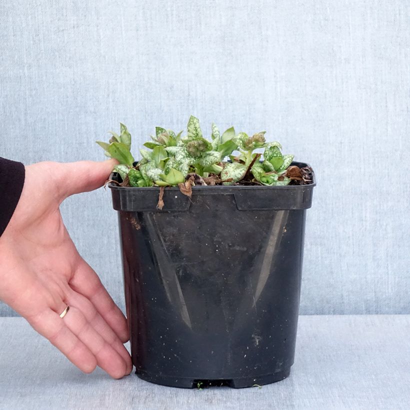 Pulmonaria Moonshine - Lungwort 3L/4L pot sample as delivered in spring