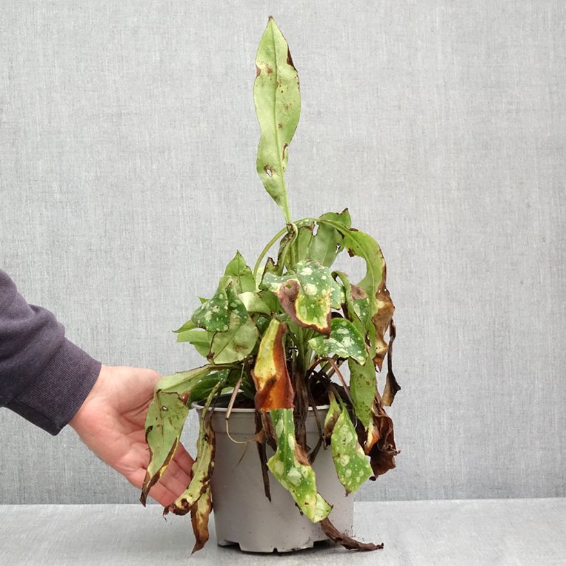 Pulmonaria Shrimps on the Barbie - Lungwort 3L/4L pot sample as delivered in autumn