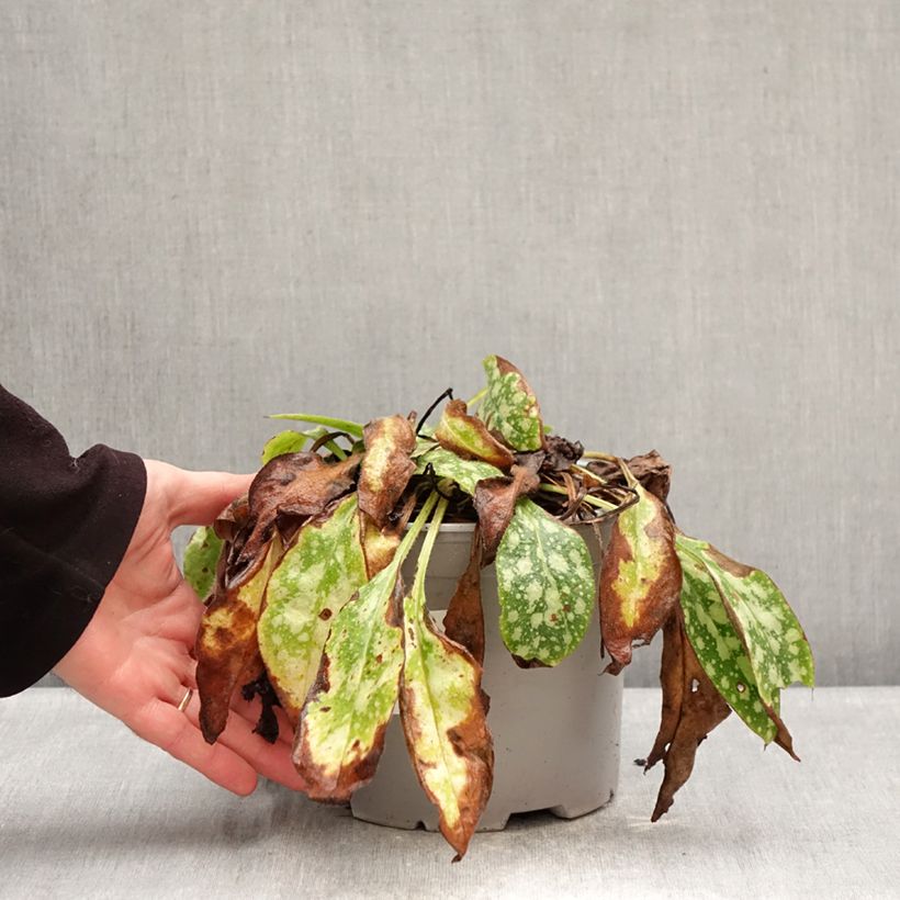 Pulmonaria Shrimps on the Barbie - Lungwort 3L/4L pot sample as delivered in winter