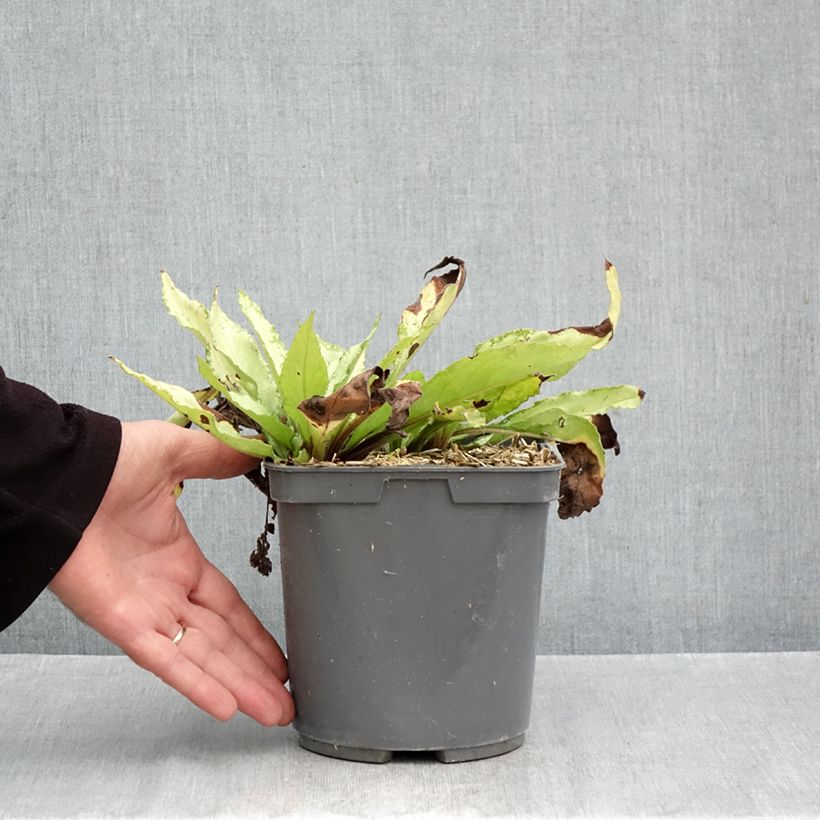 Pulmonaria saccharata Silver Bouquet - Lungwort 2L/3L pot sample as delivered in autumn