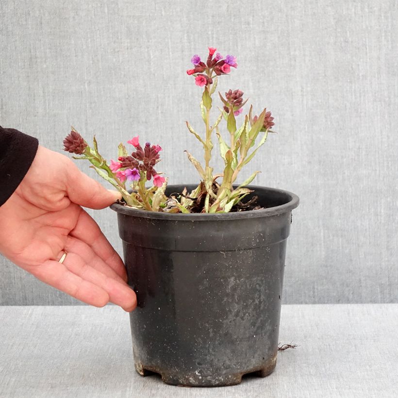 Pulmonaria saccharata Silver Bouquet - Lungwort 2L/3L pot sample as delivered in spring