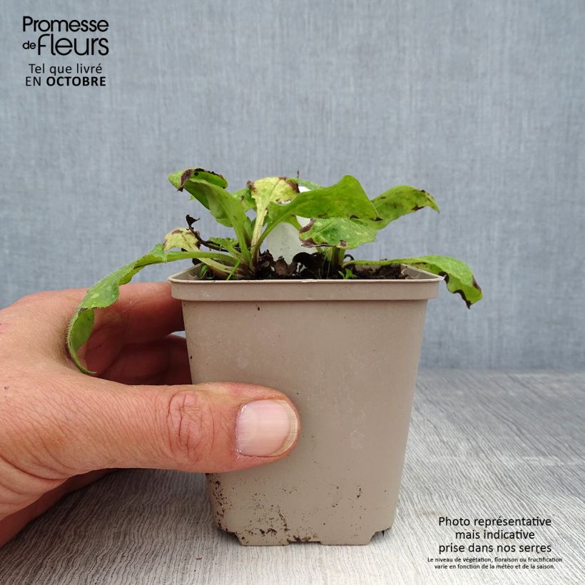 Pulmonaria officinalis - Lungwort 8/9 cm pot sample as delivered in autumn