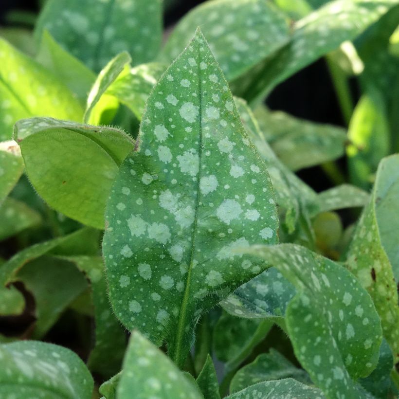 Pulmonaria saccharata Dora Bielefeld - Lungwort (Foliage)
