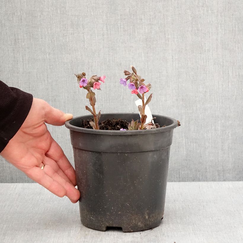Pulmonaria saccharata Mrs Moon - Lungwort 2L/3L pot sample as delivered in spring