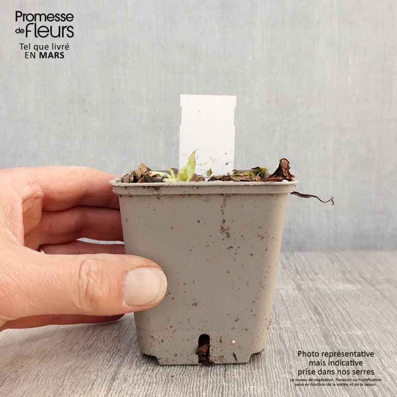 Pulmonaria saccharata Silverado - Lungwort 8/9 cm pot sample as delivered in spring